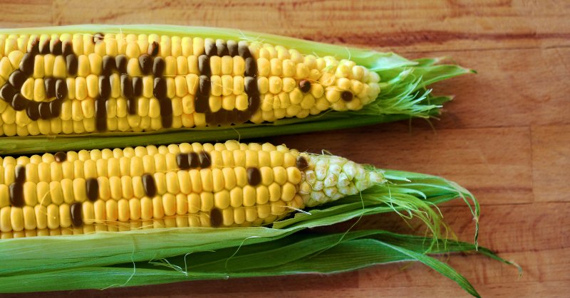Are Genetifcally Modified Foods safe? Learn why you need to take a stand against GMOs.