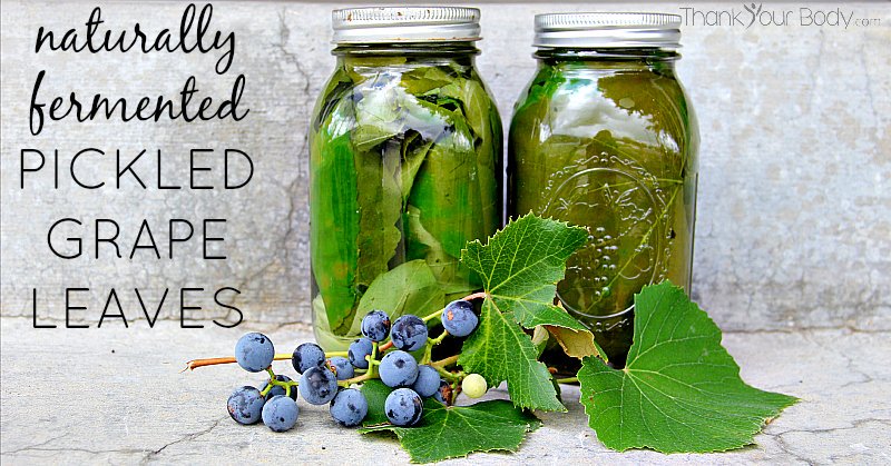 Tangy naturally fermented pickled grape leaves for your Mediterranean recipes, soups and stews!