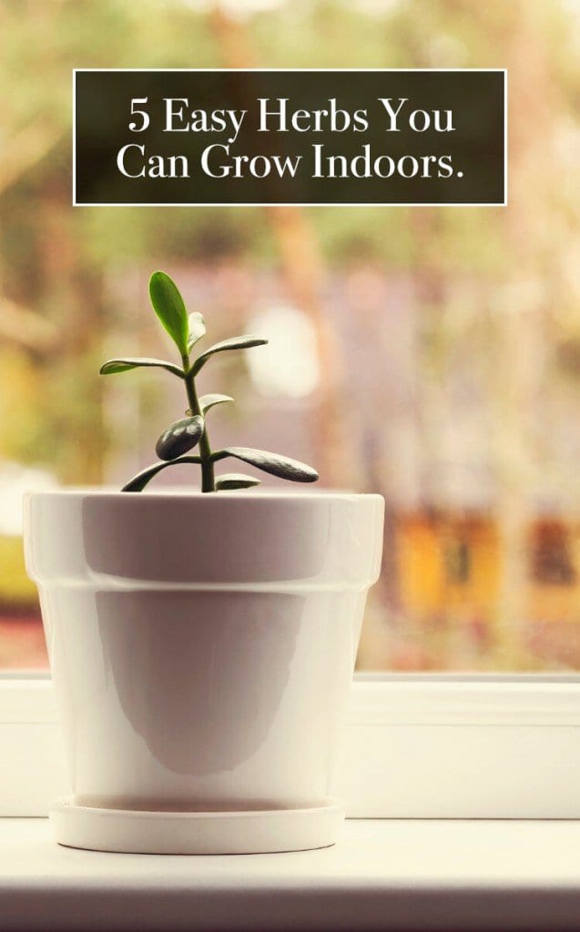 5 Easy to Grow Herbs You Should Try Growing Indoors