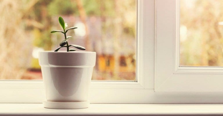 5 Easy to Grow Herbs You Should Try Growing Indoors