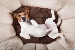 cortisol and happiness