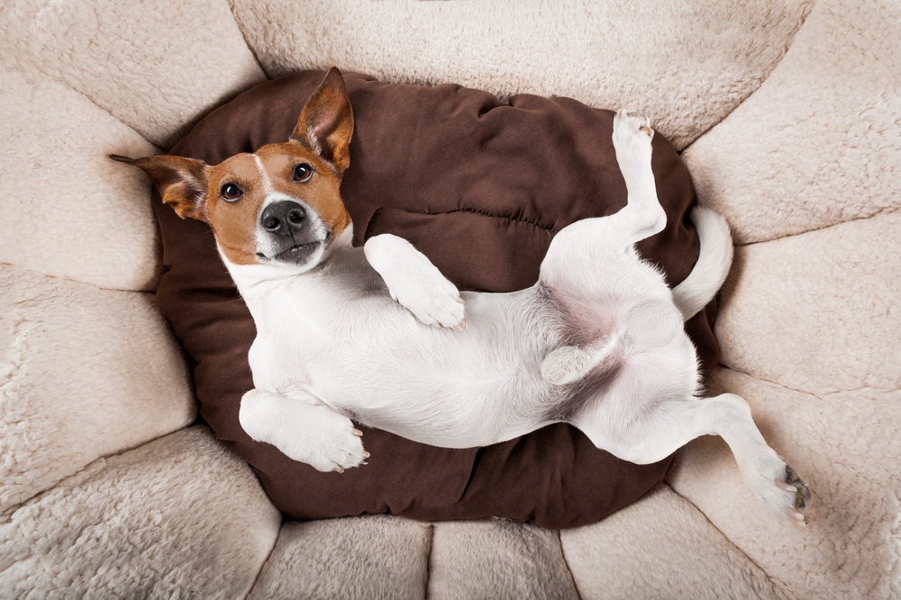 cortisol and happiness