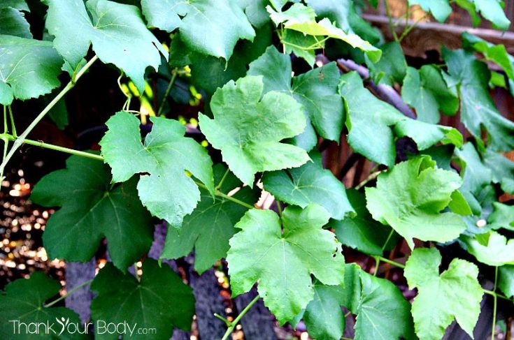 Naturally Fermented Pickled Grape Leaves